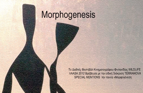 morphogenesis